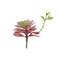 Flora Bunda® Red Echeveria Lola Succulent Pick, 6ct.